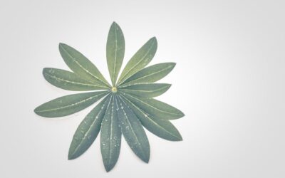 Czy Tonik Jest Potrzebny w 2025 Podczas Pielęgnacji Skóry