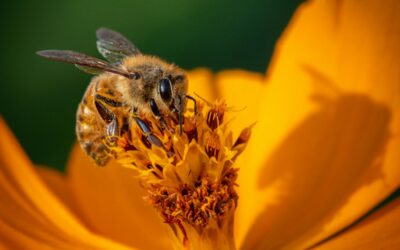 Najczęstsze alergeny w kosmetykach i jak ich unikać